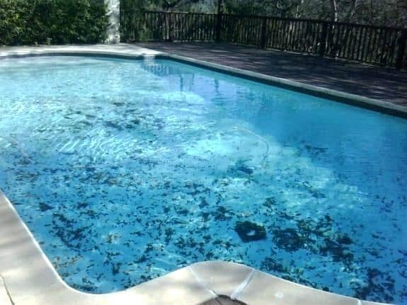 how to remove black algae in your pool